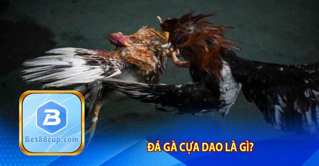 Đá gà cựa dao là gì?