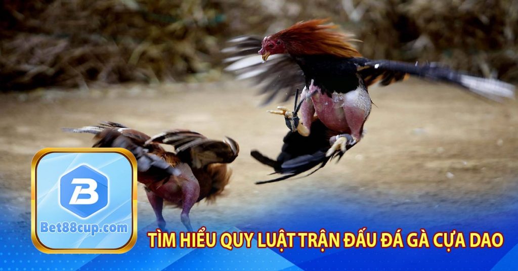 Tìm hiểu quy luật trận đấu đá gà cựa dao