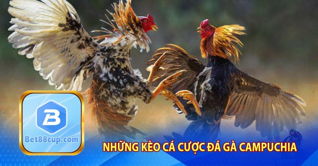 Những kèo cá cược đá gà Campuchia