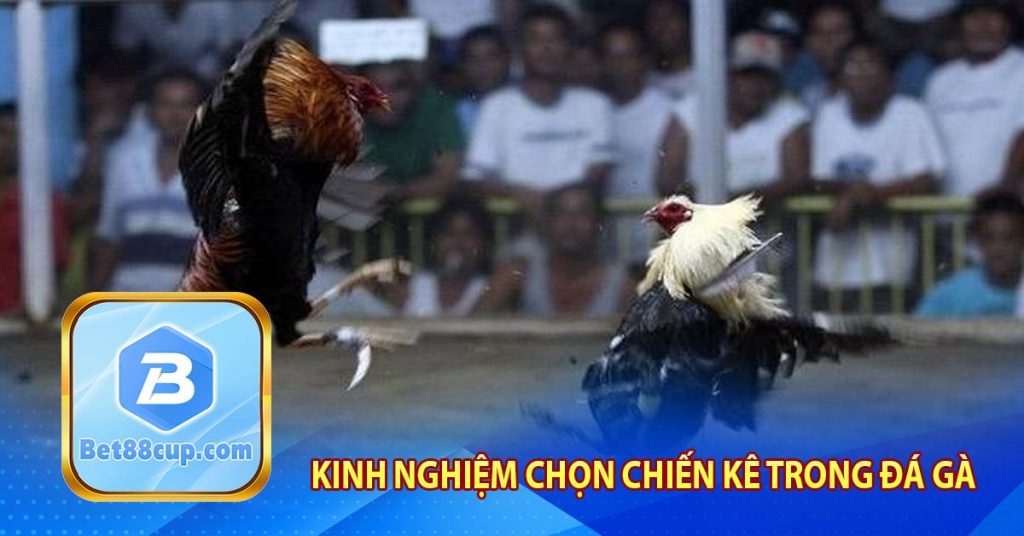 Kinh nghiệm chọn chiến kê