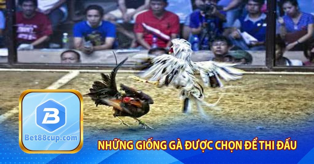 Những giống gà được chọn